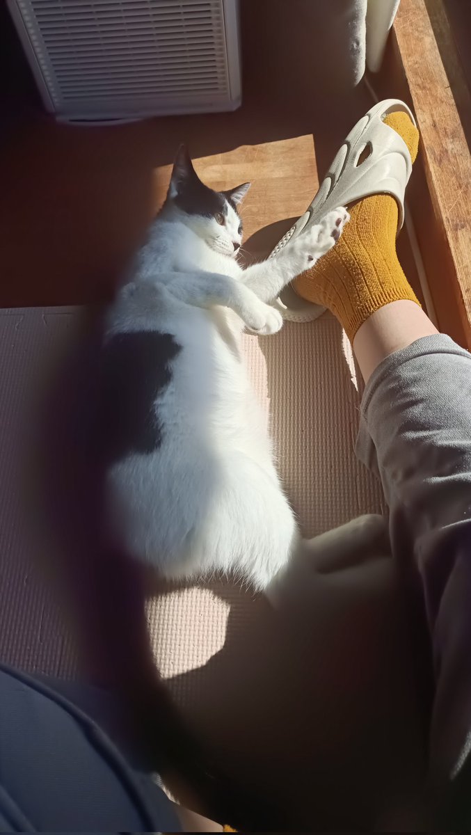 「#白黒猫の日」|伊咲ウタ 「きみのせかいに恋はない」通販してますのイラスト