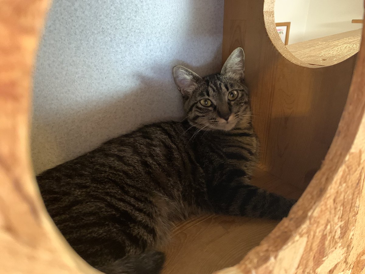 保護猫カフェうたたね tweet media