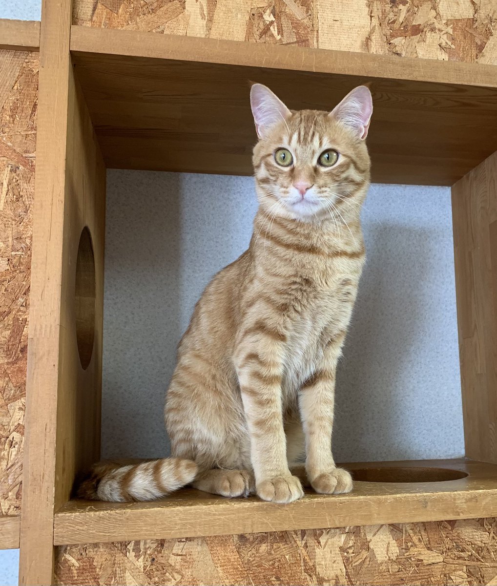 保護猫カフェうたたね tweet media