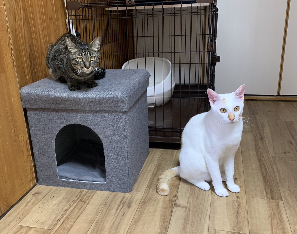 保護猫カフェうたたね tweet media