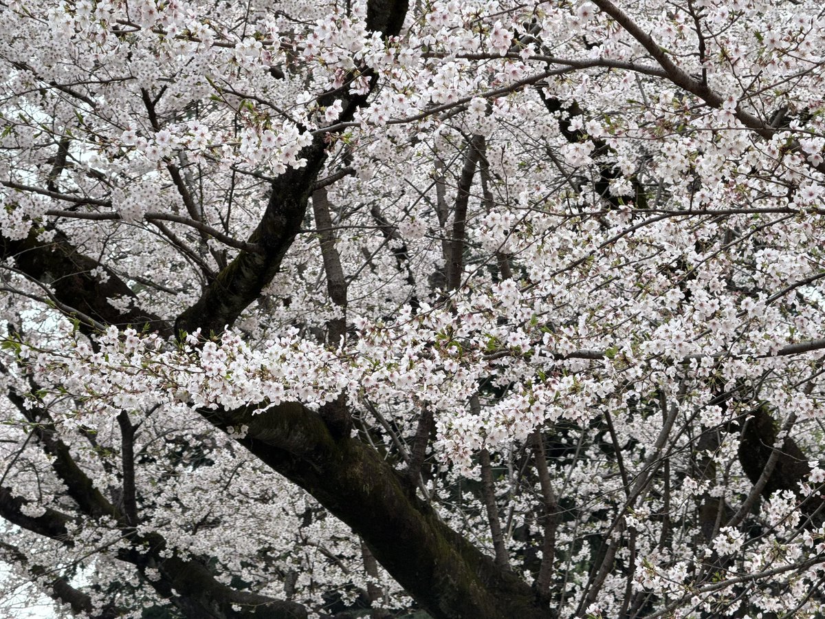 yuuki99's tweet photo. 良い感じ
光が丘公園 https://t.co/habxBD0SJ9