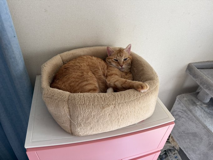 このねっっっむそうな顔が最高にCUTE☺️💕
眠いと耳がポカポカになってめっちゃピンクになるのもかわいい 