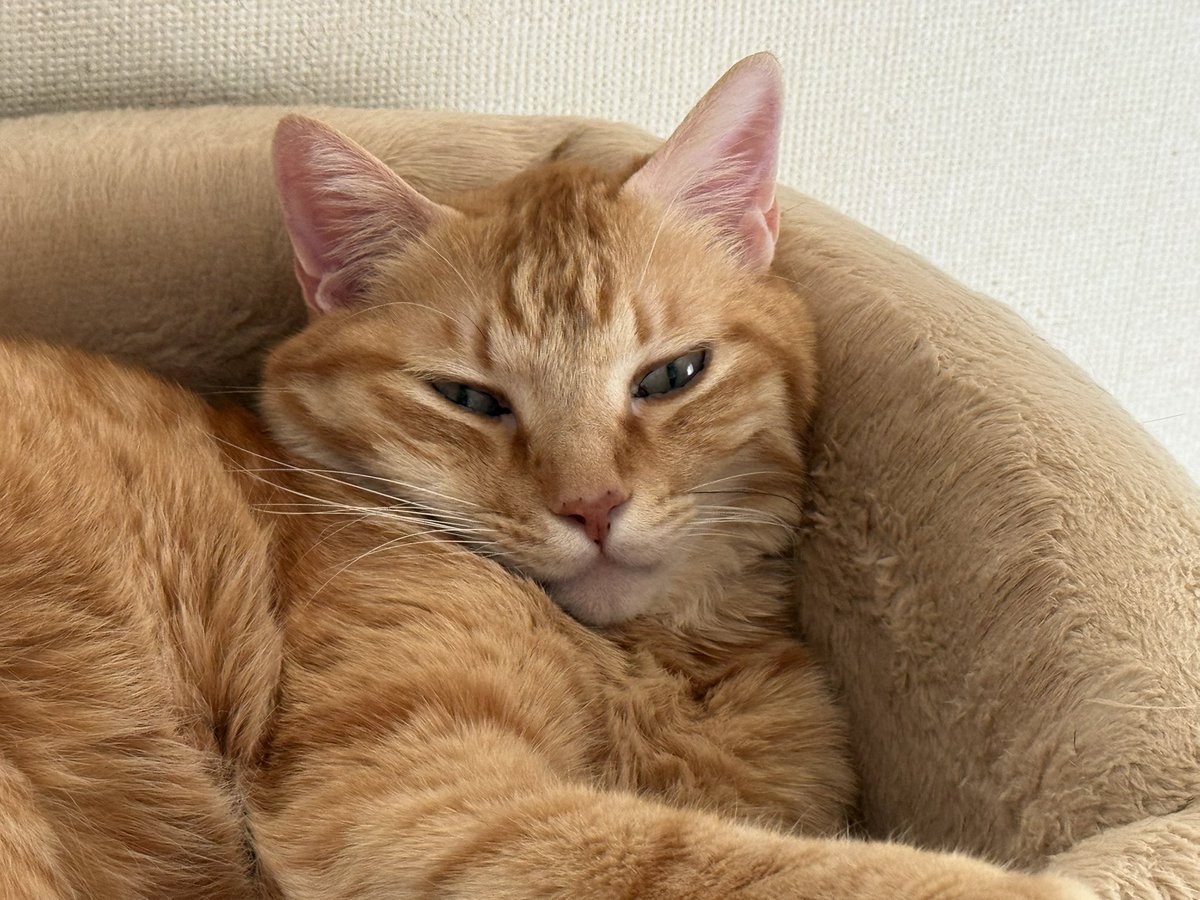 このねっっっむそうな顔が最高にCUTE☺️💕
眠いと耳がポカポカになってめっちゃピンクになるのもかわいい 