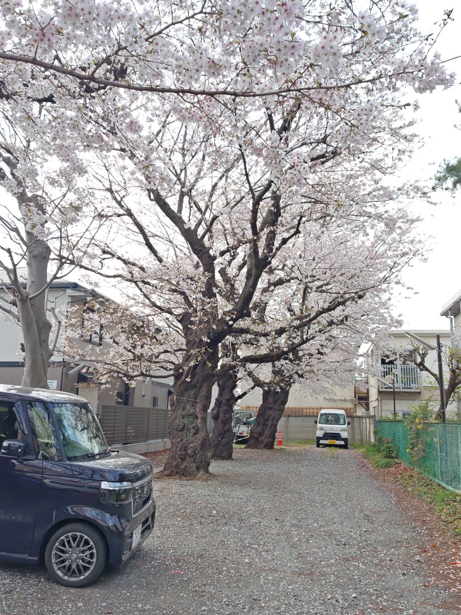 金春流 能楽師 本田布由樹 tweet media