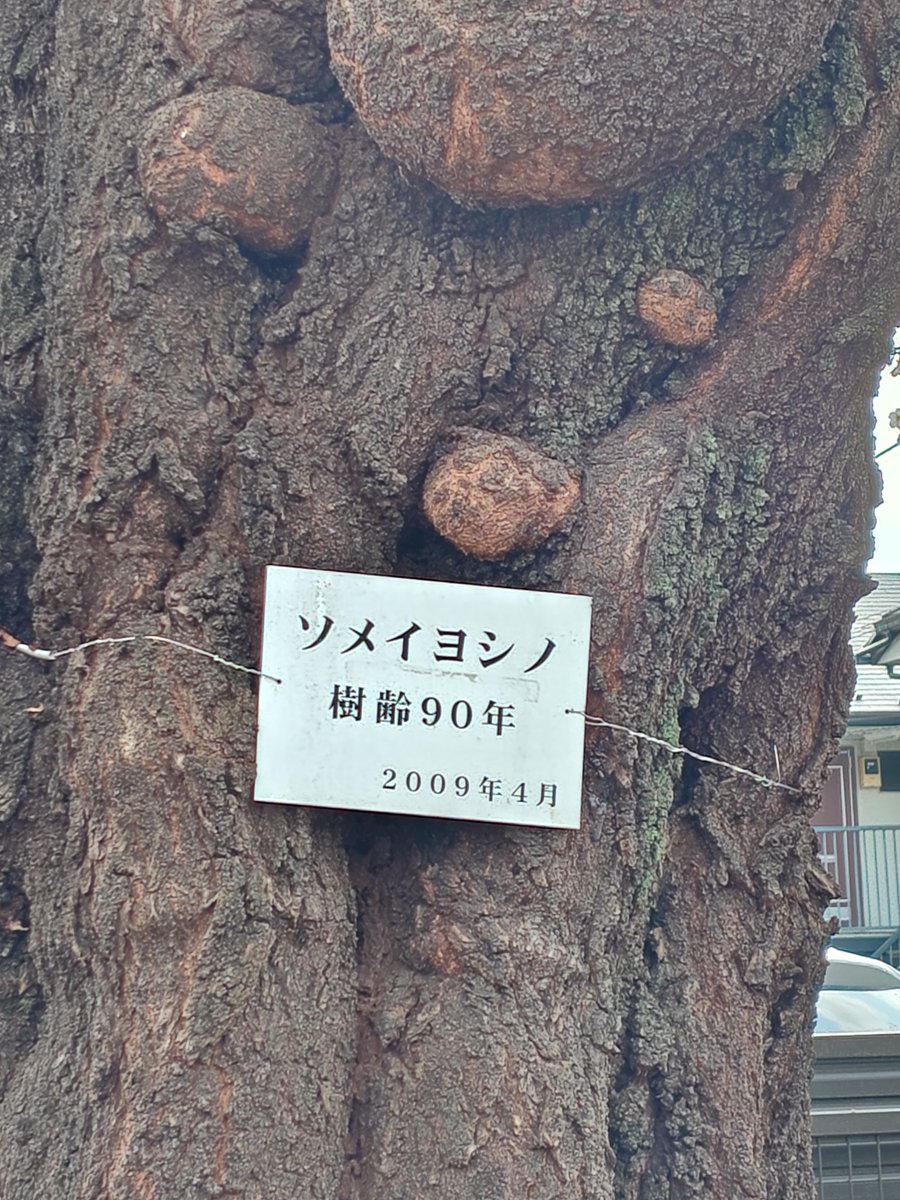 金春流 能楽師 本田布由樹 tweet media