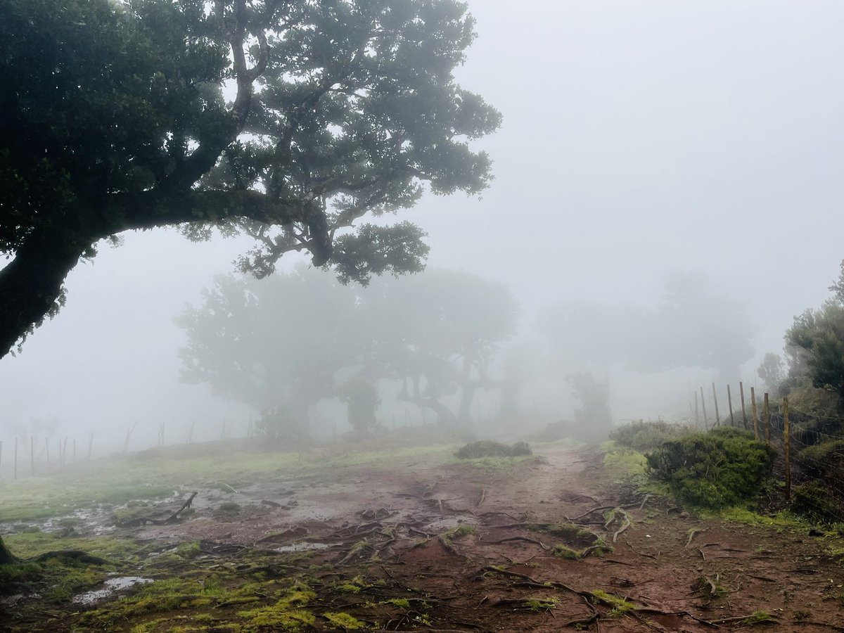 MissPitufita's tweet image. Madeira kann aber auch anders!
Ich wollte ja unbedingt in den Fanal-Wald, den Feen-Wald.
Von 20 Grad Sonnenschein sind wir auf 1200m gefahren. Dort hat uns keine Fee empfangen sondern 10 Grad, eiskalter Wind, Nieselregen, Matsch und jede Menge Nebel.
#madeira