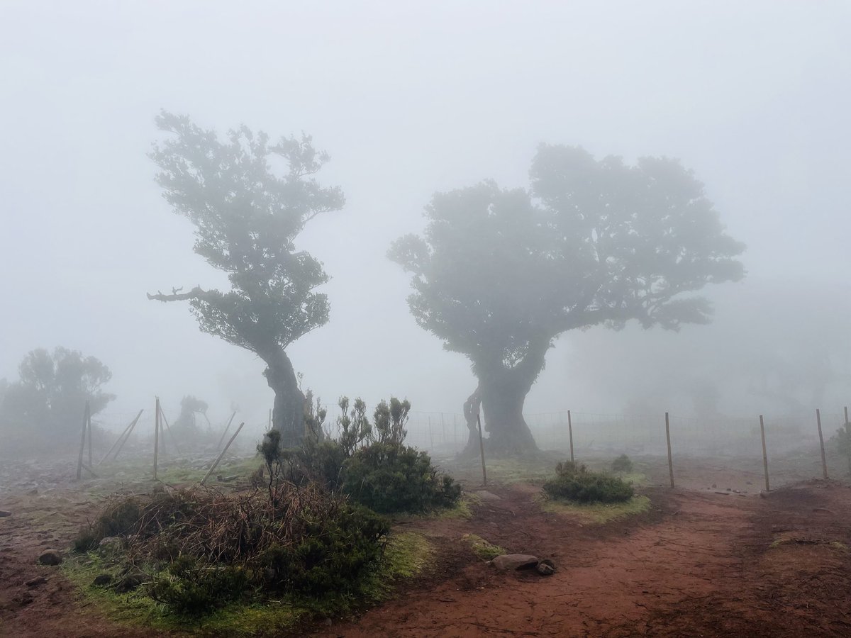 MissPitufita's tweet image. Madeira kann aber auch anders!
Ich wollte ja unbedingt in den Fanal-Wald, den Feen-Wald.
Von 20 Grad Sonnenschein sind wir auf 1200m gefahren. Dort hat uns keine Fee empfangen sondern 10 Grad, eiskalter Wind, Nieselregen, Matsch und jede Menge Nebel.
#madeira