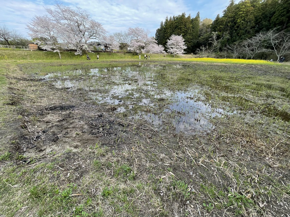 3月30日の飯給駅の田んぼはこんな感じ。水鏡はできない。水を貯めている様子はないので、今年はこのままなのかも。