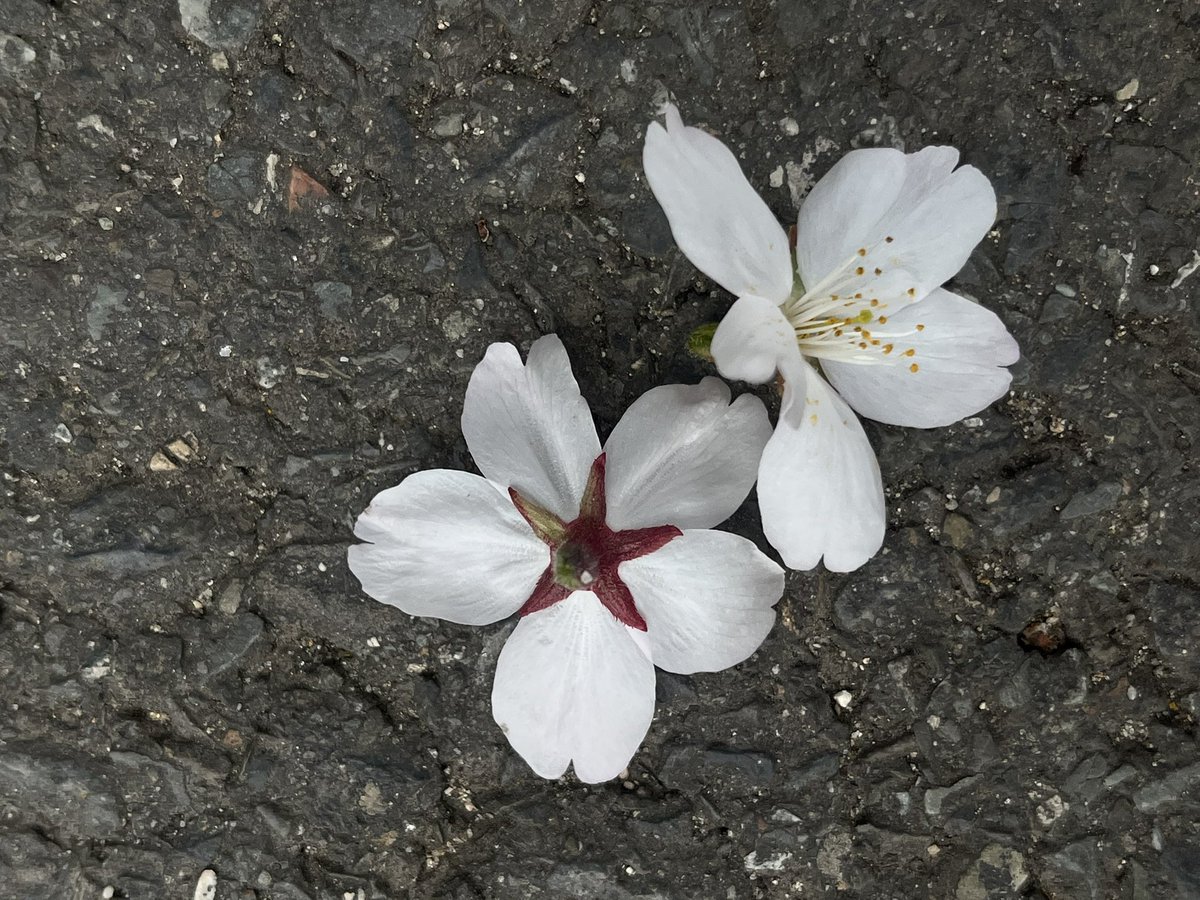 Calla-Lillie. tweet media