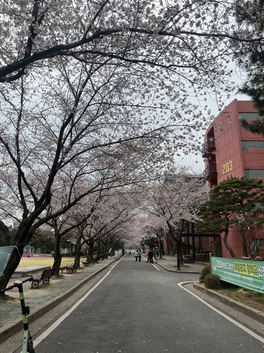 Calla-Lillie. tweet media