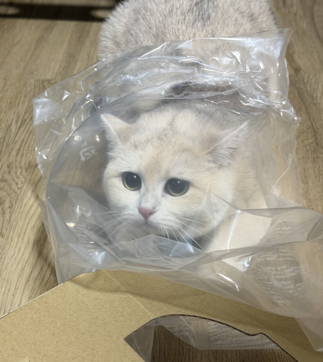 chaom.chaaem tweet media