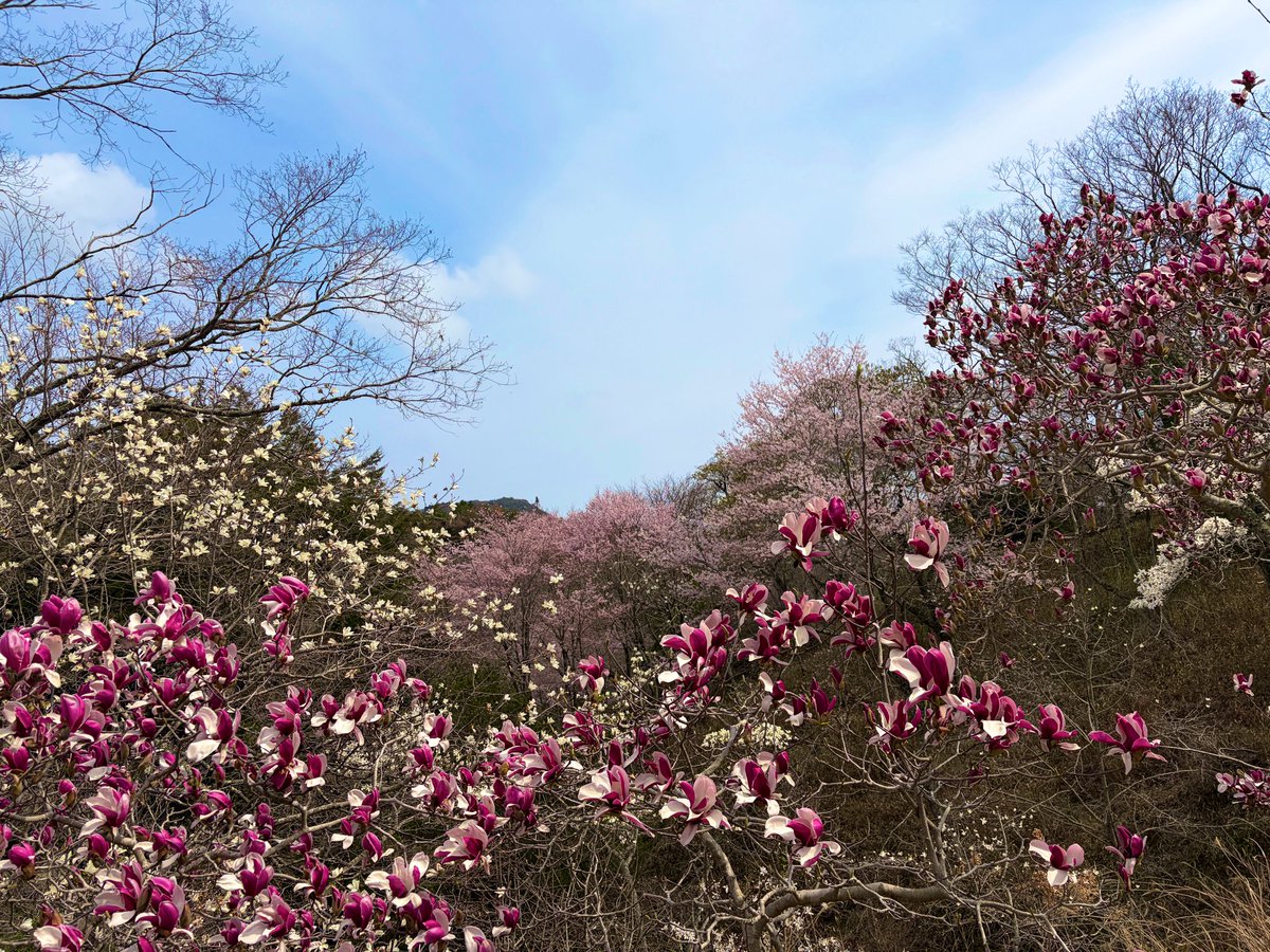 神戸市立森林植物園 tweet media