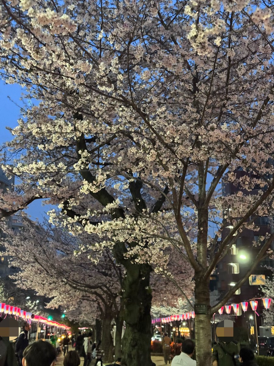 CiaoMyg's tweet photo. 茗荷谷の播磨坂桜並木 #sakura https://t.co/0mBA8x7EnV