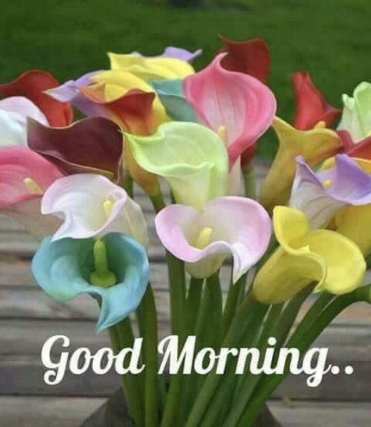 Pantious  Bianca tweet media