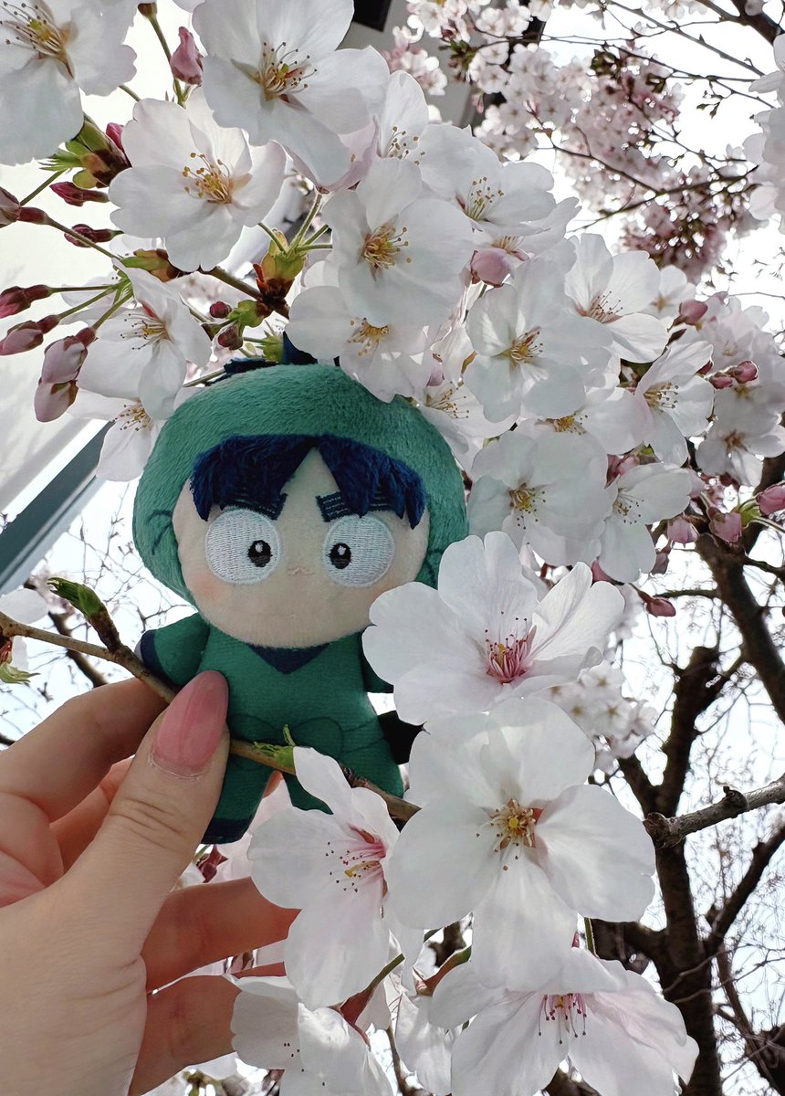 korin636's tweet photo. 実家の桜と小平太を添えてw
週末辺りが満開になると良いな🌸

あと暖かくなったし
親の退院の目処も経ったから
そろそろコス活動したいなって思う😊 https://t.co/8eueS3mWZi