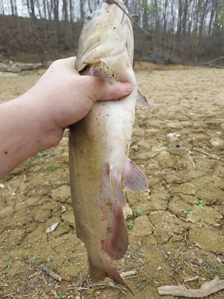 JakeMorgan59091's tweet photo. A Pic of the #CatFish tht I caught out on #Sydens(Barren River Lake) good little CatFish tho while I was #CrappieFishin🎣at the bottom of the Lake..2026

#CounTrySide🤠🇺🇸🦌
#Merica🇺🇸🇺🇸🇺🇸
#YeeYee🦌🇺🇸🦃🎣
#KeepNitRedNekN🤠😎👍🤘 https://t.co/qmmKr3keSS