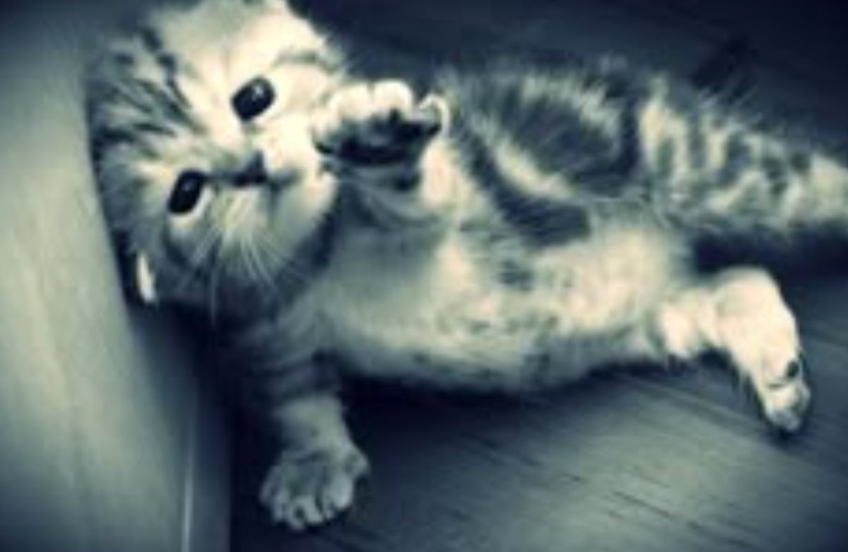 Lowis 🐤 tweet media