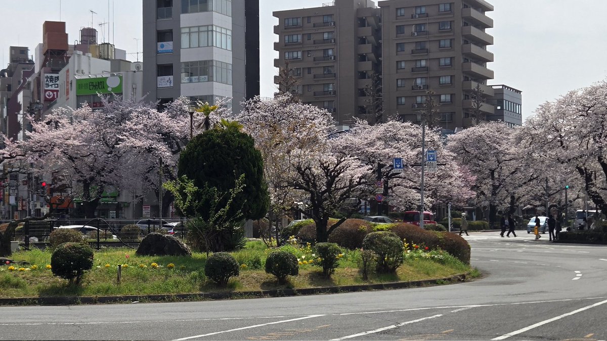 fines_kunitachi's tweet photo. こんにちは
国立駅前のサクラが満開です。

昨日で春期講習前半が終了しました。
明日から後半が始まります。
新小3、新中1は明日からスタート。
4日間がんばりましょう！

#ファインズ #国立駅 #中高受験
#春期講習 #サクラ https://t.co/2MvjjUcb4g