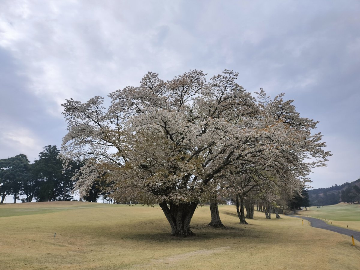 きん坊 tweet media