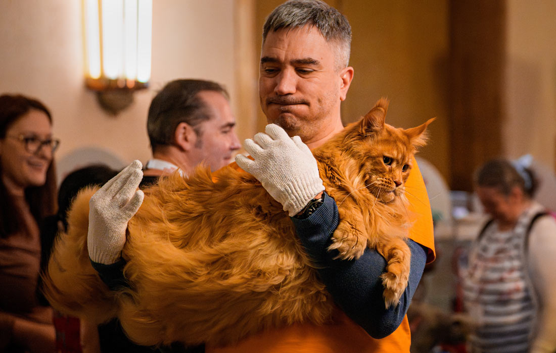 Bükreş'teki Uluslararası Kedi Güzellik Yarışması foto.tass