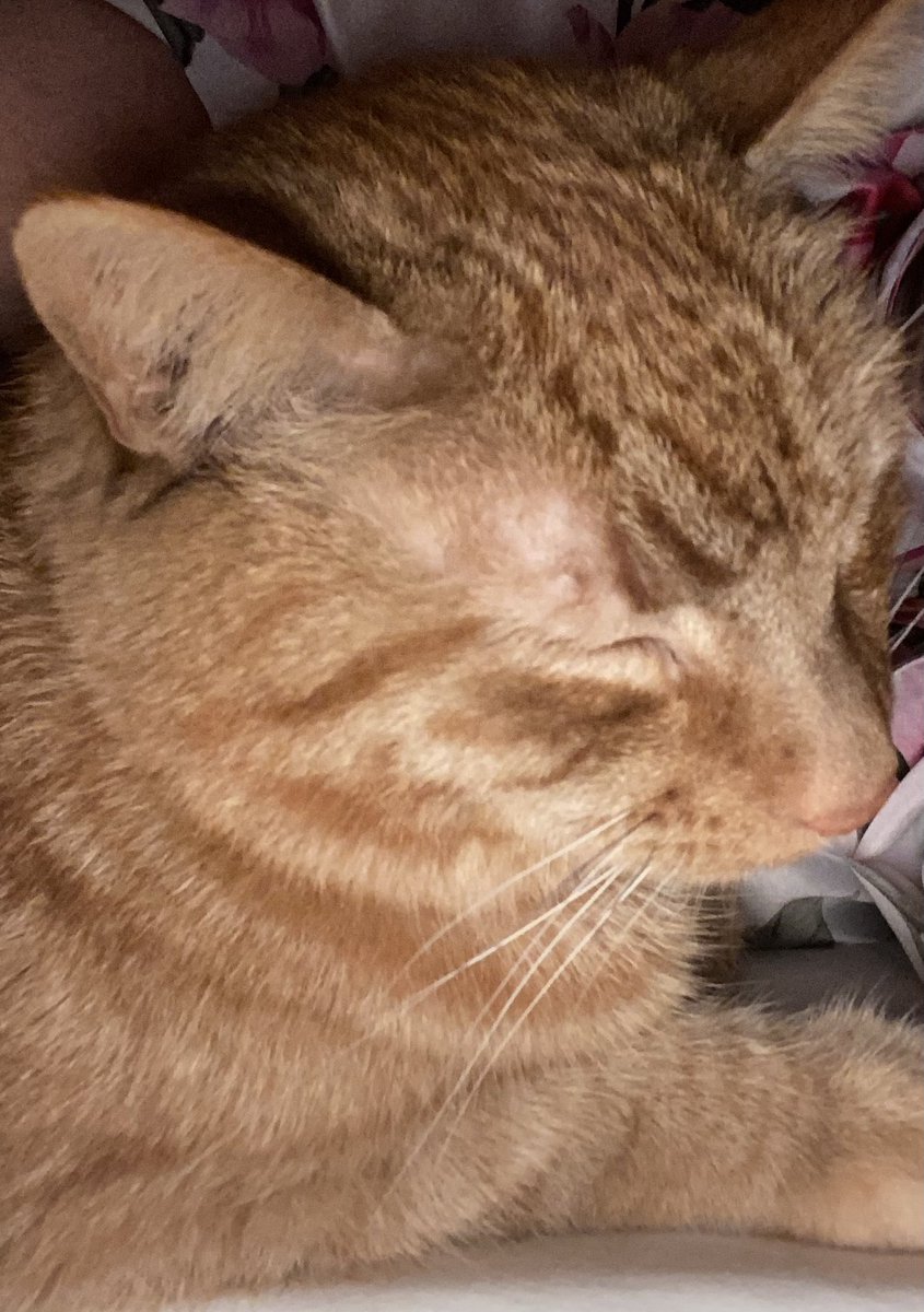 Butch Catiddy (🌈Rog & Sundance) tweet media