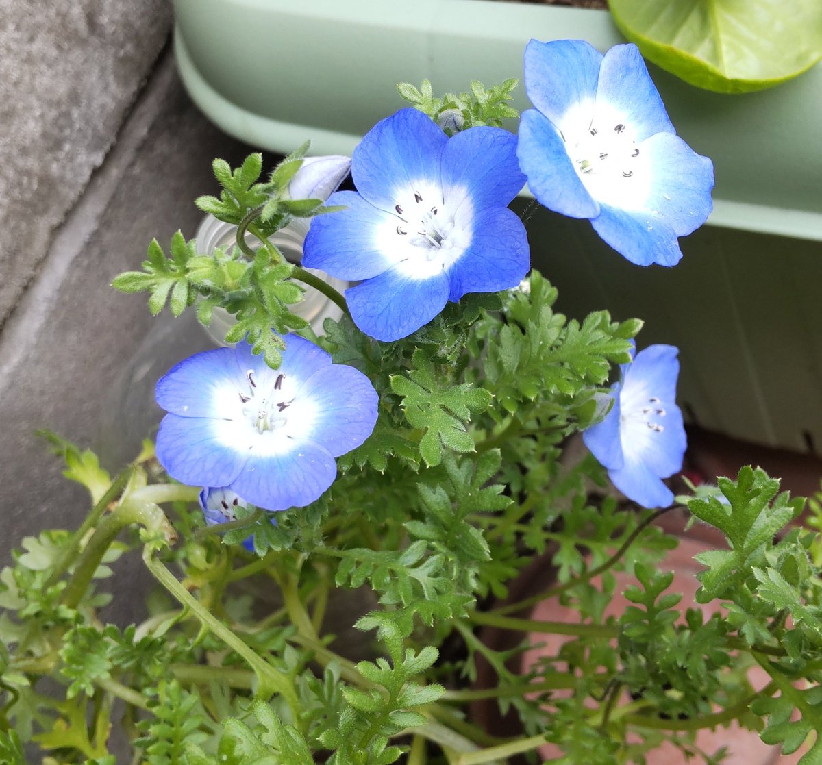 バニラ 린린🐱我爱你🫶💗 tweet media