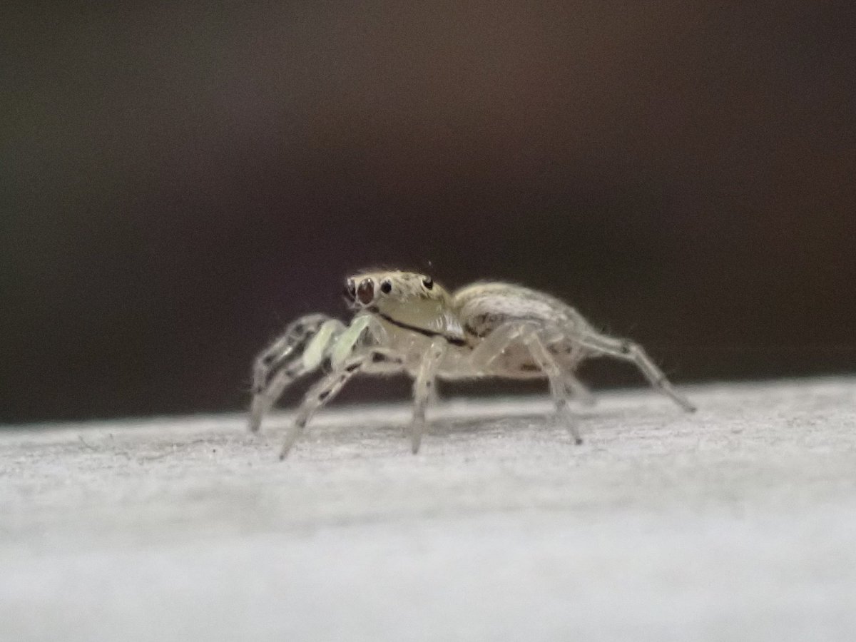 かなじろう Kanajirou tweet media