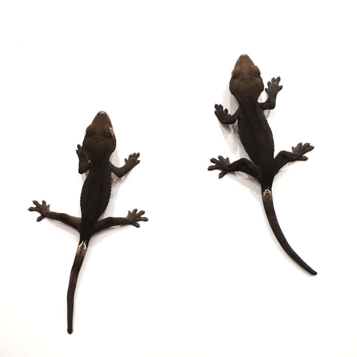 Mir J♥️ tweet media