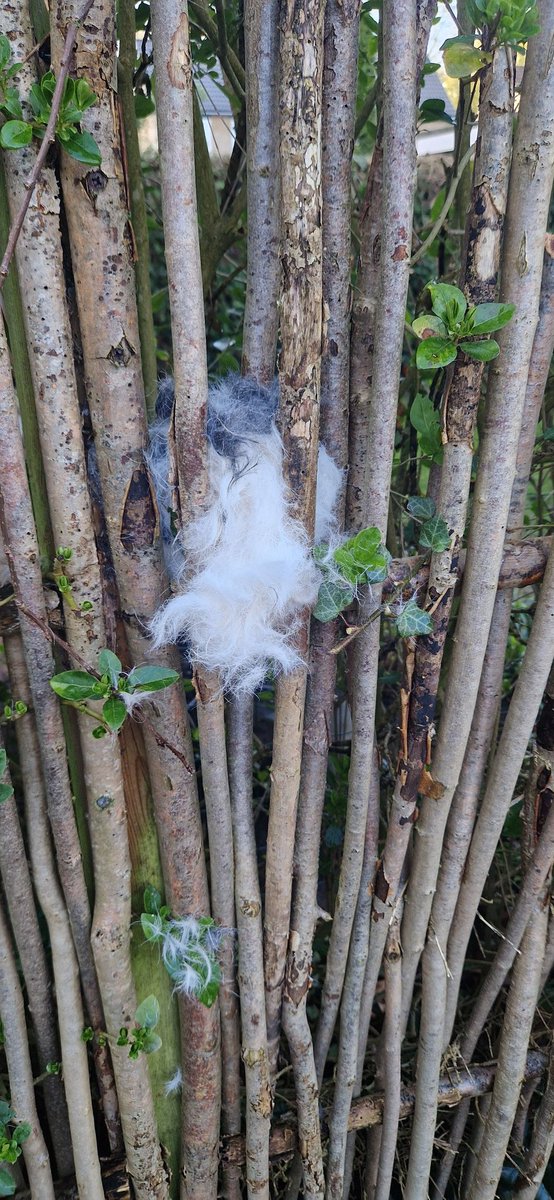 Marjolein tweet media