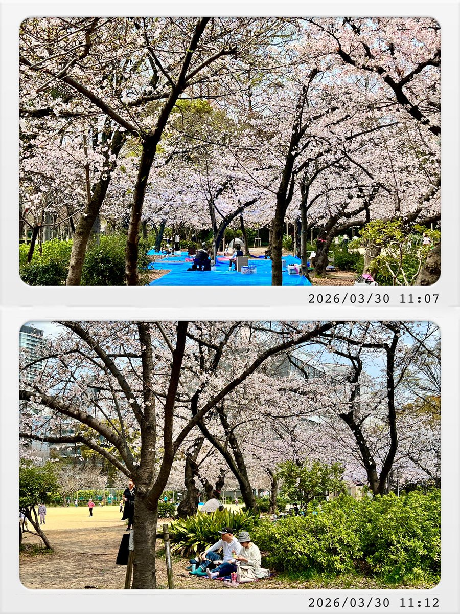 twincities2026's tweet photo. 靭公園へ続く道を歩けば、満開の桜。
ベンチに腰かける人、花の森を歩く園児たち、桜の下でお弁当を広げる人たち、静かに寄り添う老夫婦。春の時間が、やわらかく街を包んでいた。#靱公園 #桜 #満開 #春の散歩 #お花見 #大阪散歩 https://t.co/HGQueM8x5t