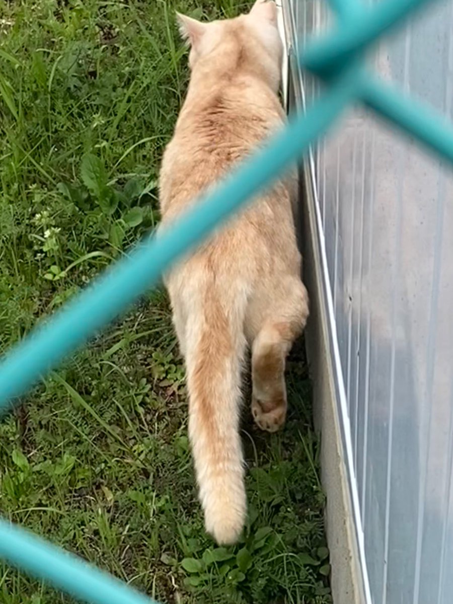 ヤス🍜🐱メタバースロカス tweet media