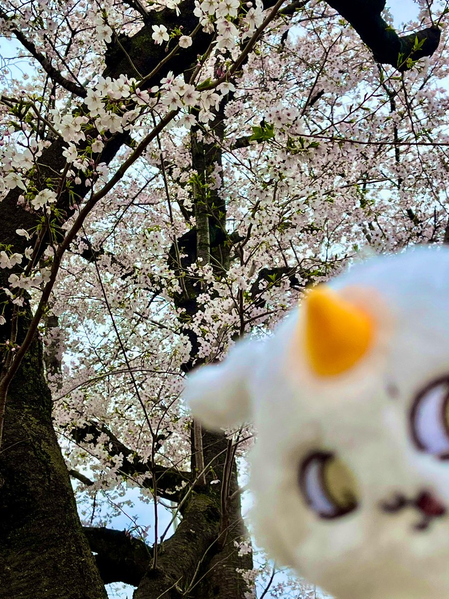 きゃらめる tweet media