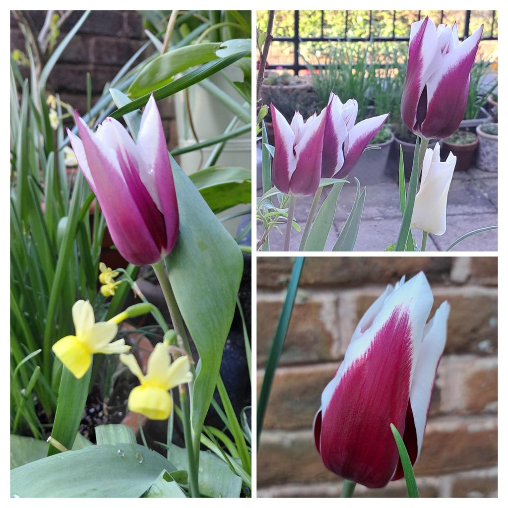 🌱WellyWonder tweet media