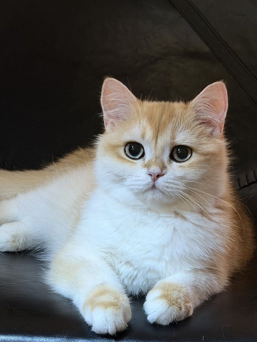 Mr Chart Norris tweet media