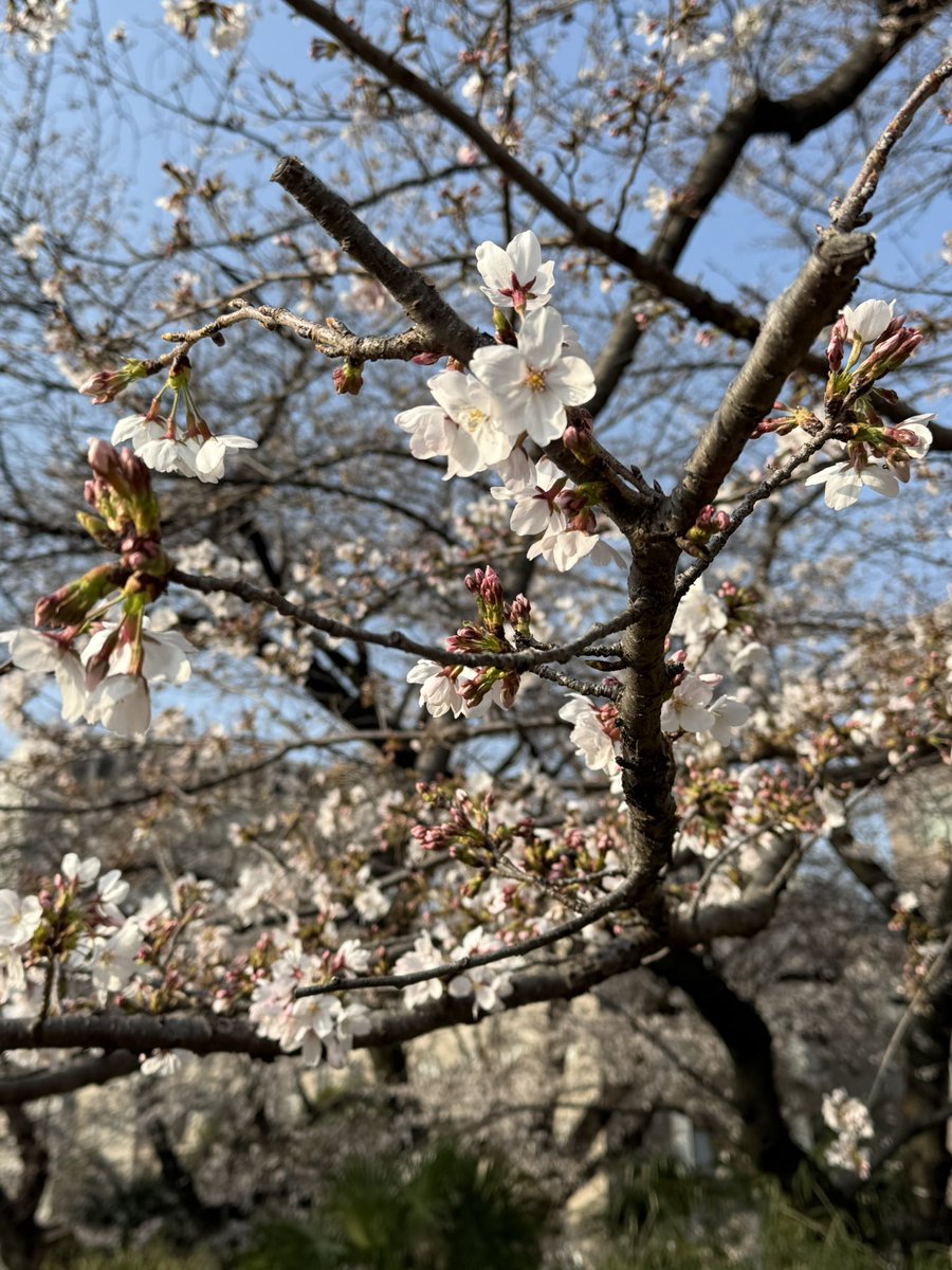 しお🧂 tweet media