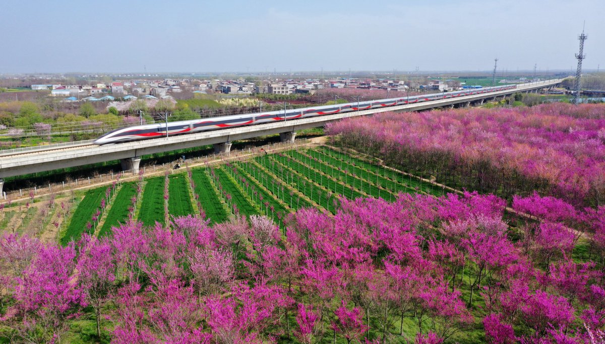ColorfulXuchang's tweet photo. Around 1,000 mu of #redbud trees are in full bloom in Jian'an District, #Xuchang, as high-speed trains pass through the sea of flowers. https://t.co/s9fxeLnTF8