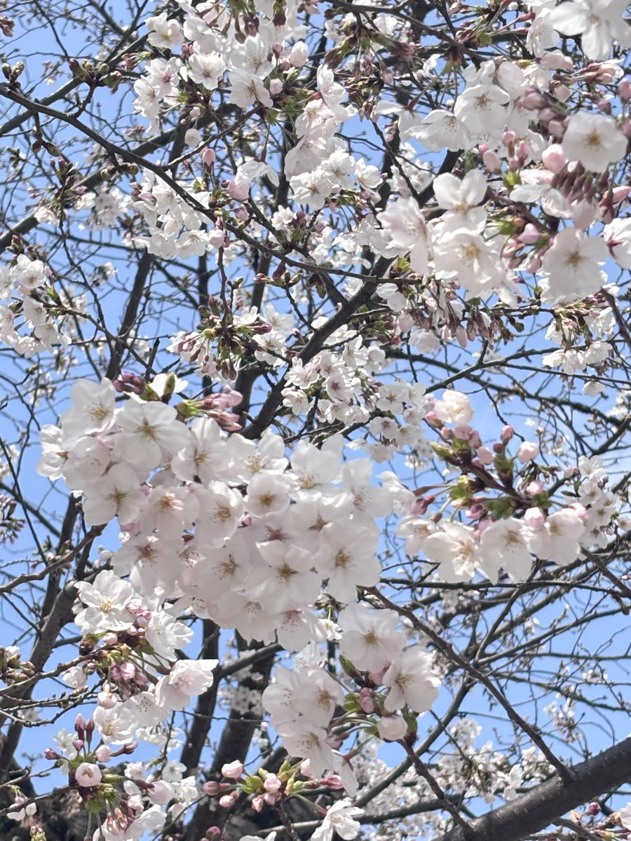 ゆのみ tweet media