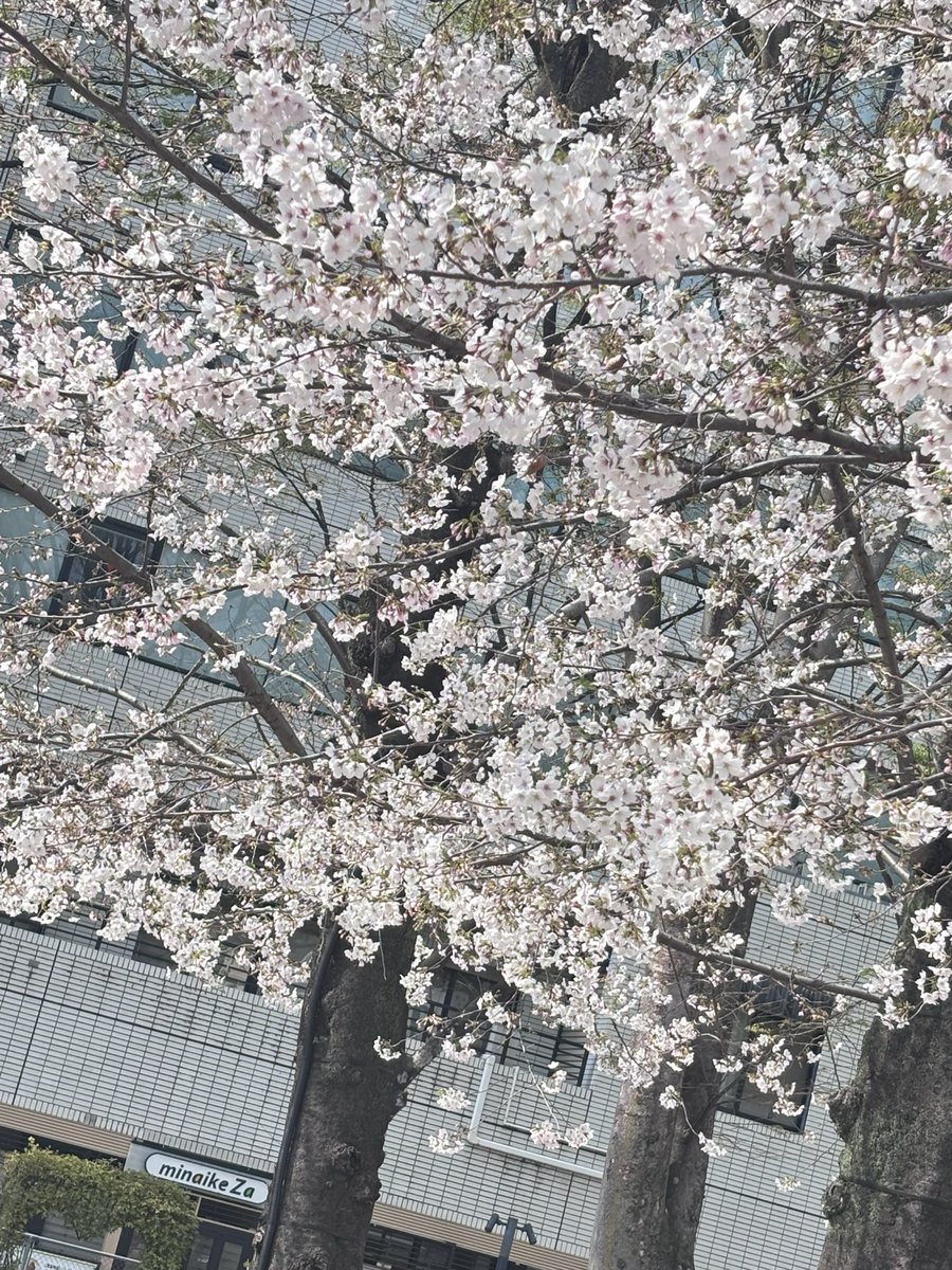 ゆのみ tweet media