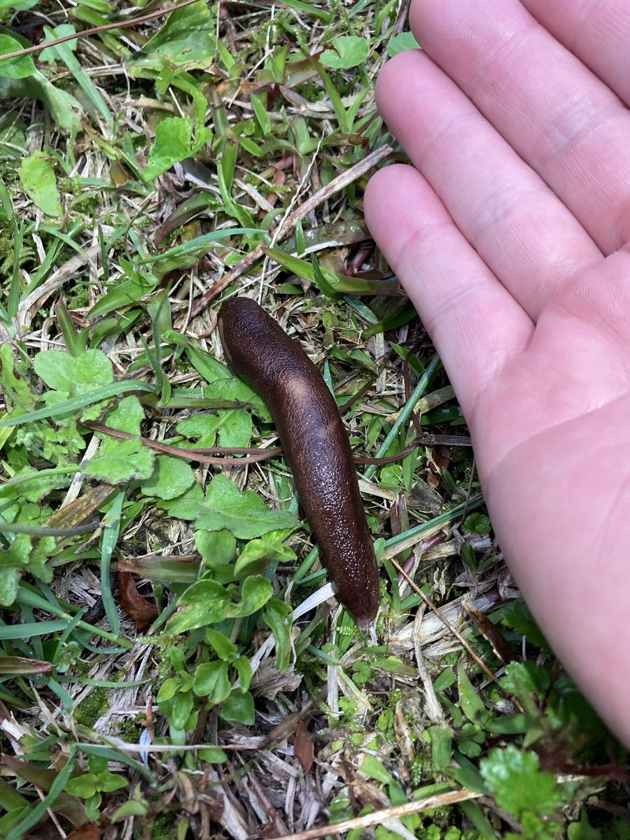 南国のハブ捕り師 tweet media