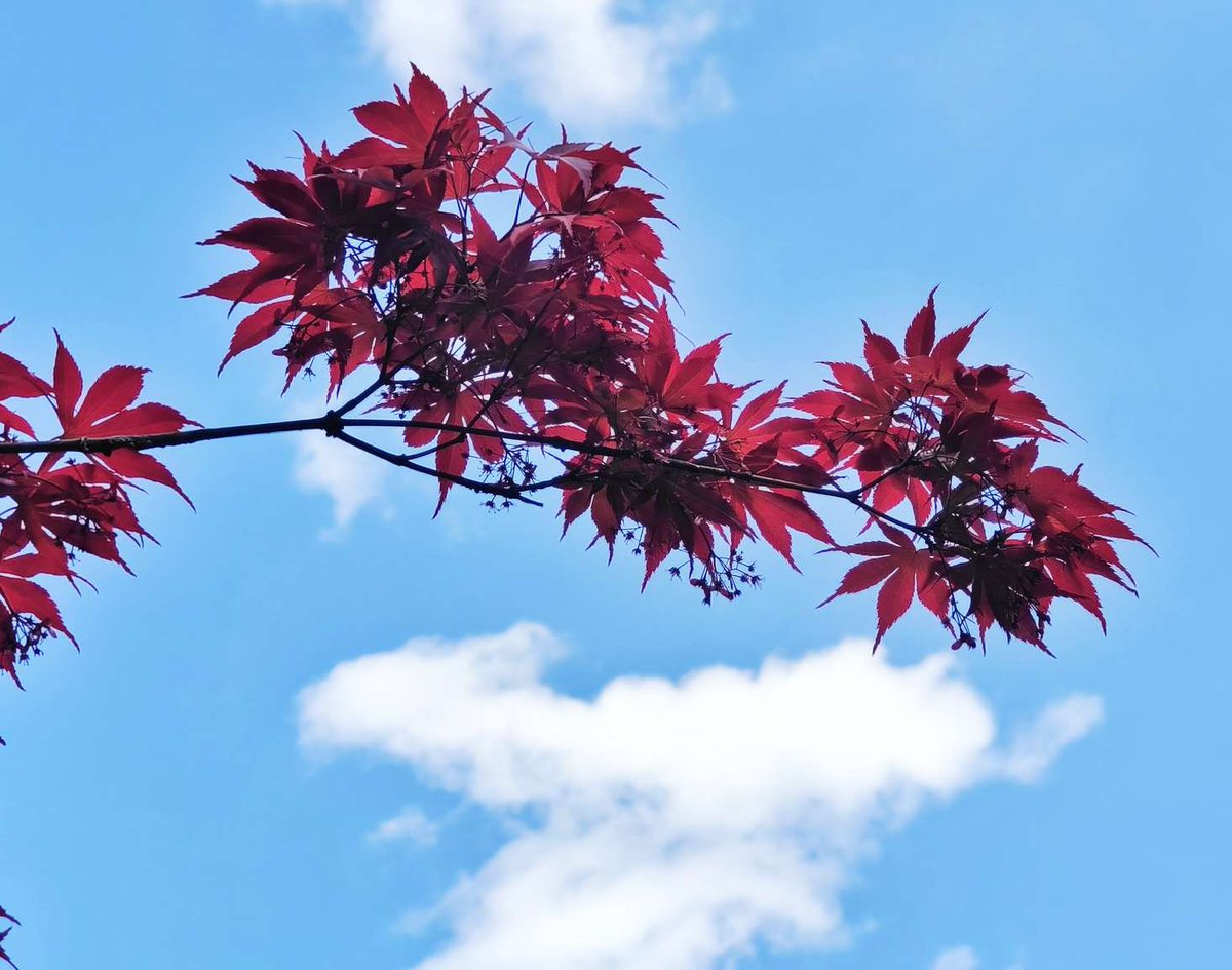 Alex Awad tweet media