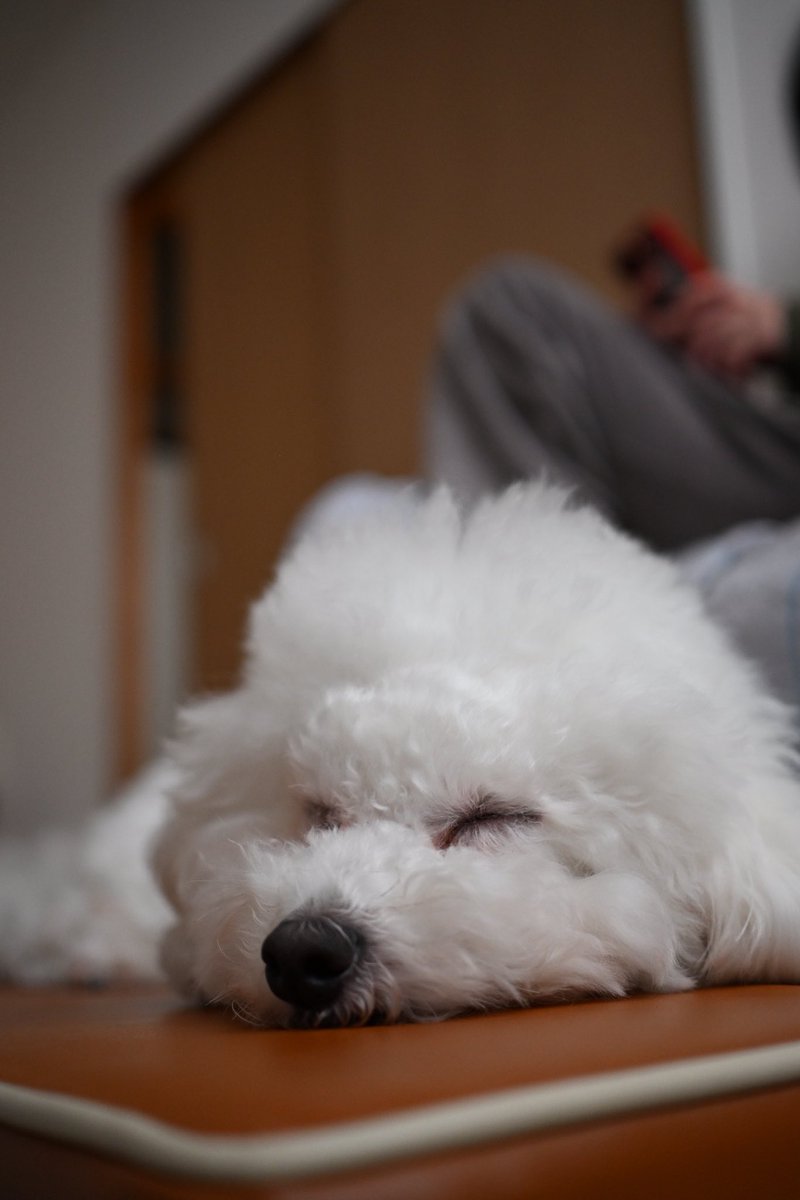 soie230429's tweet photo. 気候良くてスヤスヤ🐻‍❄️💤
#ビションフリーゼ #犬好きさんと繋がりたい #犬のいる暮らし https://t.co/pnZidfsBS8