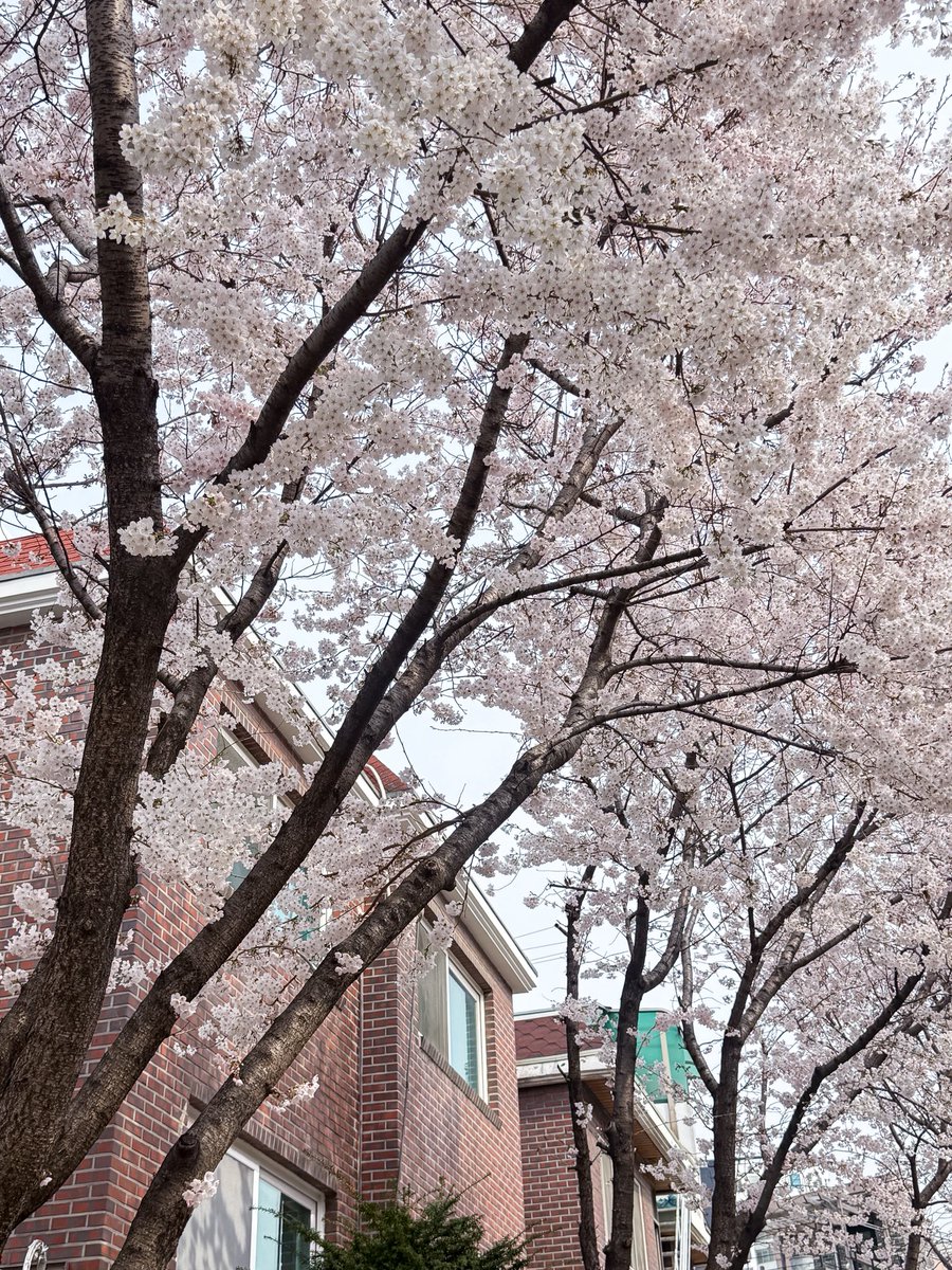 เม้าท์มอยเกาหลี tweet media