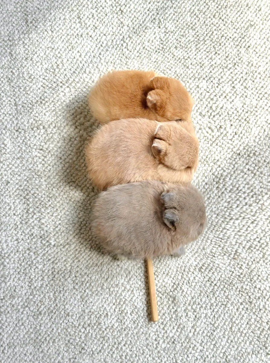 ShouldHaveRabit's tweet photo. 🍡 https://t.co/ZVINnhlmJ2
