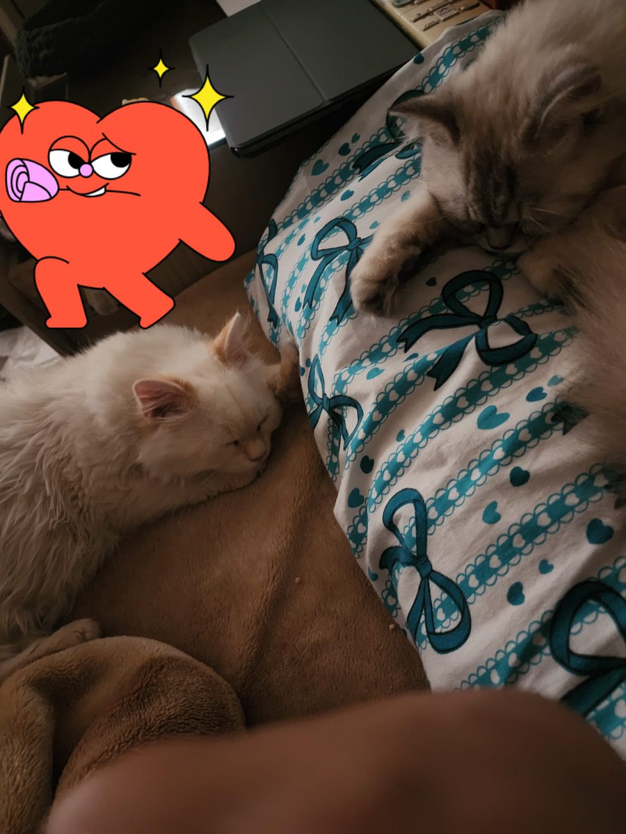 الشيخ ندمان tweet media