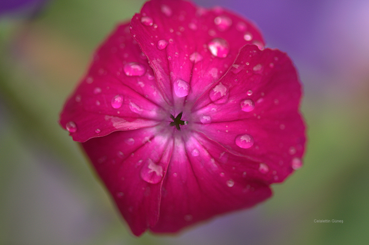 Celalettin Güneş tweet media