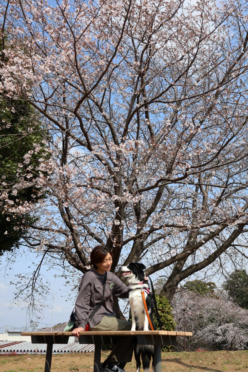 JewelMayuta's tweet photo. 春ですねぇ🌸🐕️🌸
#ボーダーコリー
#bordercollie
#1歳1ヶ月
#ぼたん https://t.co/5A8jDVfYkL