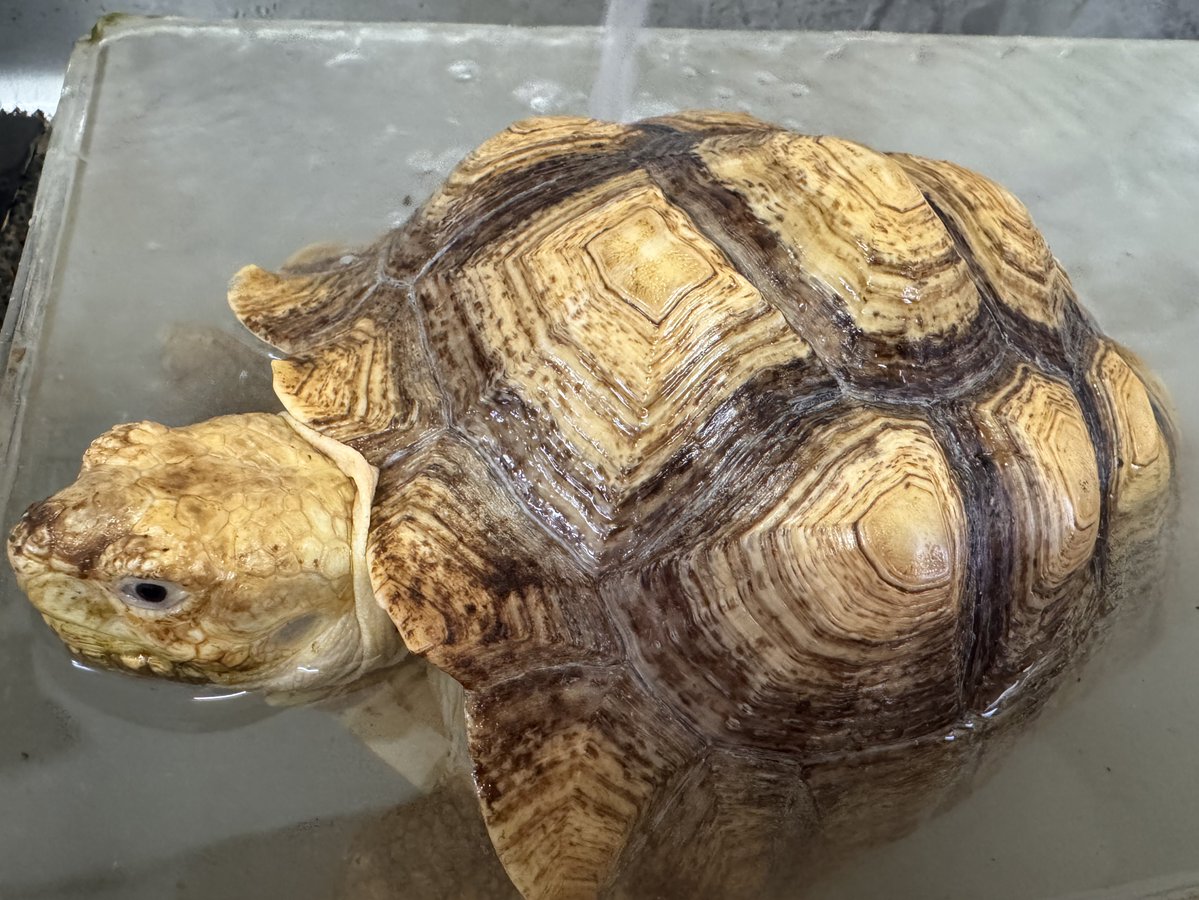 okui_chan tweet media