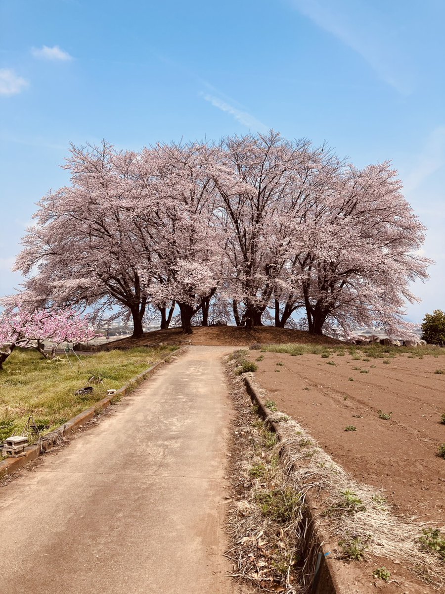 Dogoods2's tweet photo. 満開の桜の下、水晶どぐりんと一緒にお花見。
新しい場所でのスタートを祝ってくれているような、見事な春爛漫です。
慌てず、騒がず。
一つひとつの制作に心を込めて。
皆様にとっても、穏やかな春の始まりでありますように。
#Dogoods #水晶どぐりん #縄文 #遮光器土偶 #山梨の春 https://t.co/VIju3ilWBA