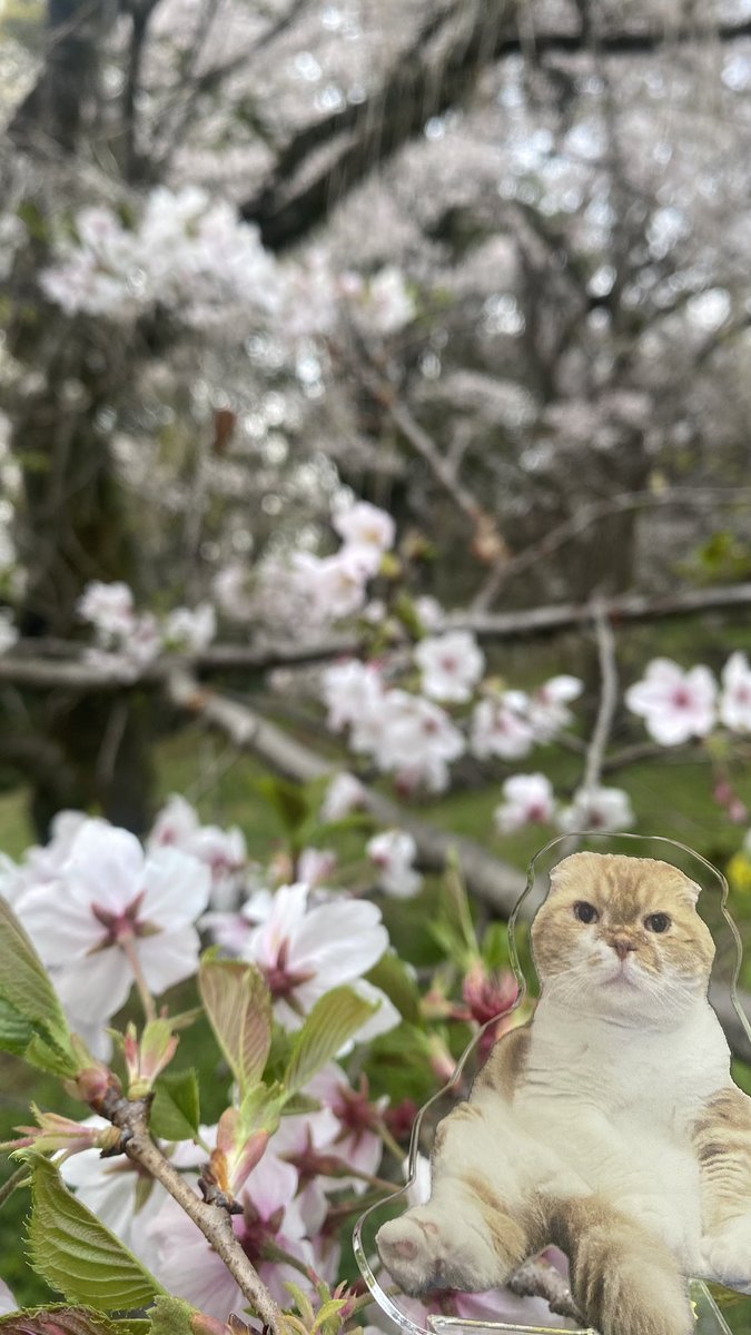 ぽんた師匠 tweet media