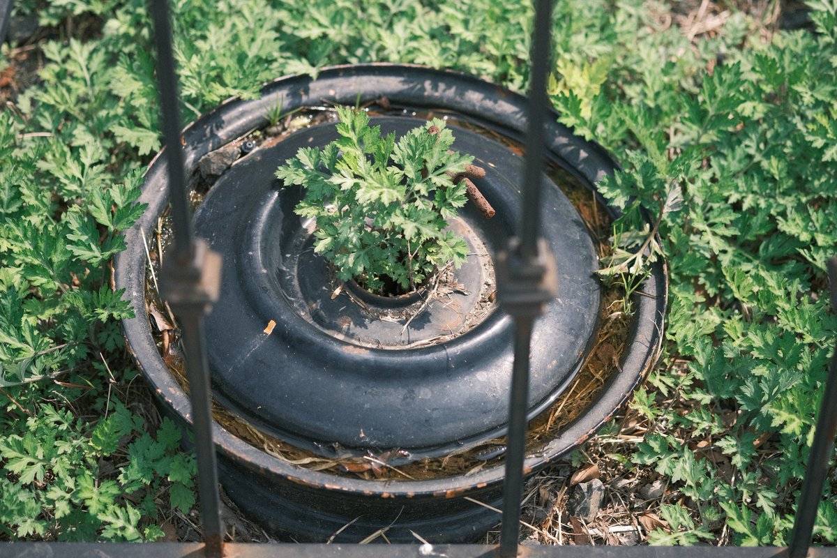 ピクチャーシェル tweet media